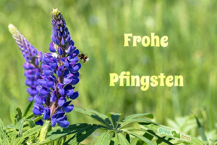 Frohe Pfingsten