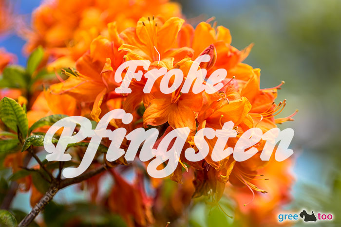 Frohe Pfingsten