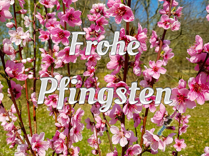 Frohe Pfingsten