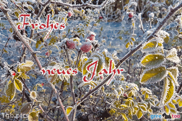 Hagebuttenstrauch Frost Frohes Neues Jahr