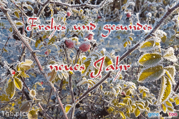 Hagebuttenstrauch Frost Frohes Und Gesundes Neues Jahr