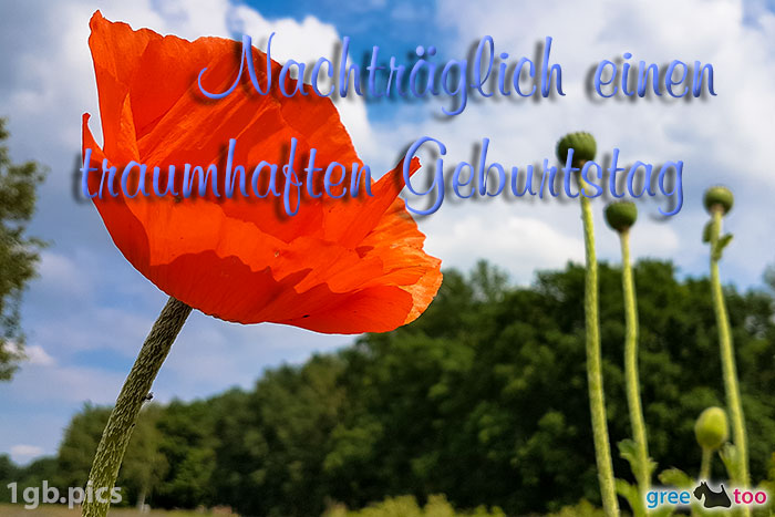 Mohnblume Nachtraeglich Traumhaften Geburtstag