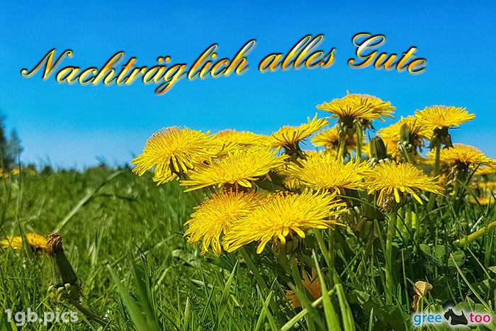 Loewenzahn Nachtraeglich Sonnigen Geburtstag