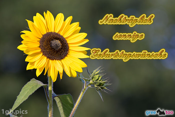Sonnenblume Nachtraeglich Einen Sonnigen Geburtstag Bild - 1gb.pics