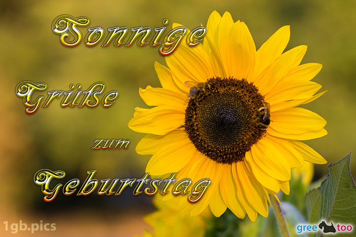 Sonnenblume Bienen Zum Geburtstag Bild - 1gb.pics