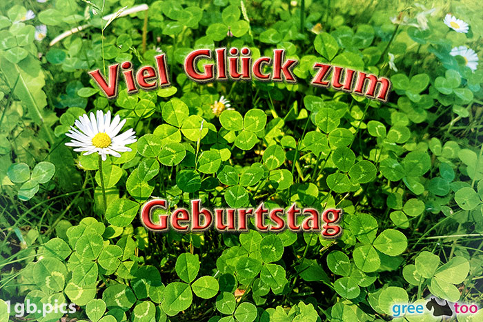 Klee Gaensebluemchen Viel Glueck Zum Geburtstag Bild - 1gb.pics