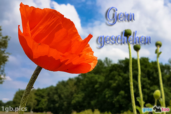 Mohnblume Gern Geschehen