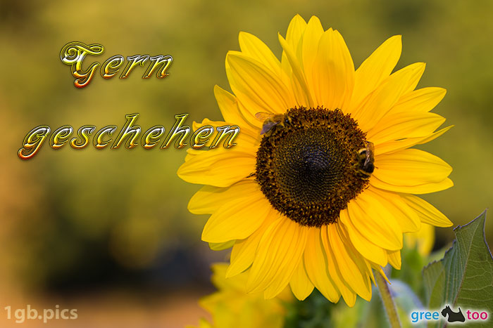 Sonnenblume Bienen Gern Geschehen