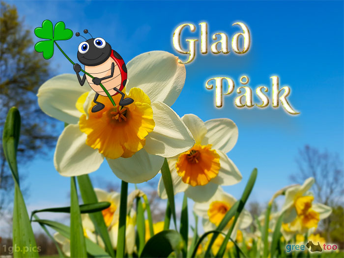 Glad Pask