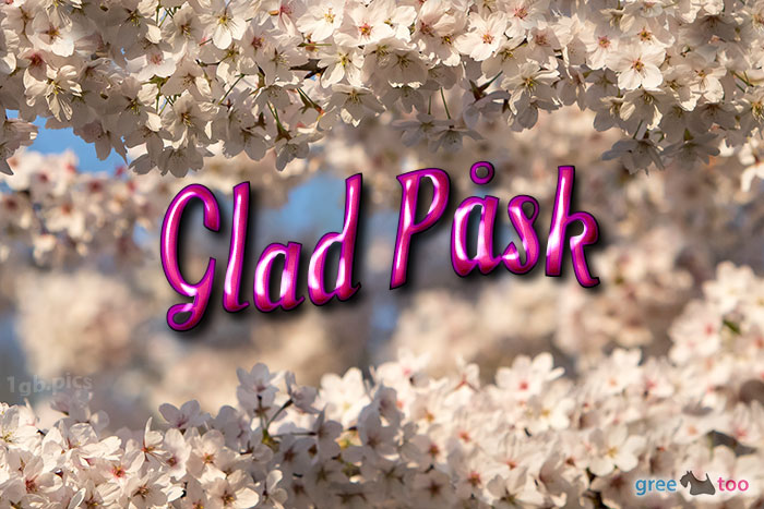 Glad Pask