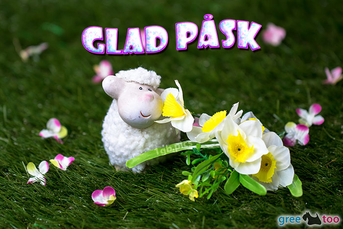 Glad Pask