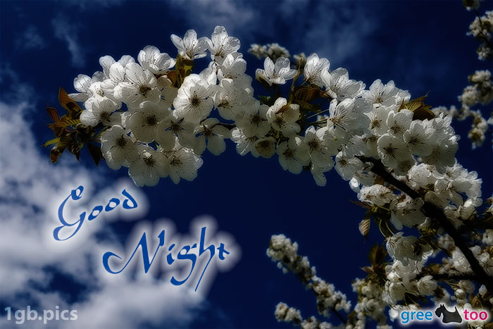 Kirschblueten Good Night Bild - 1gb.pics