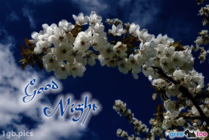 Good Night von 1gbpics.com