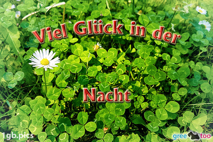 Klee Gaensebluemchen Viel Glueck In Der Nacht Bild - 1gb.pics