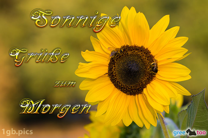 Sonnenblume Bienen Zum Morgen Bild - 1gb.pics