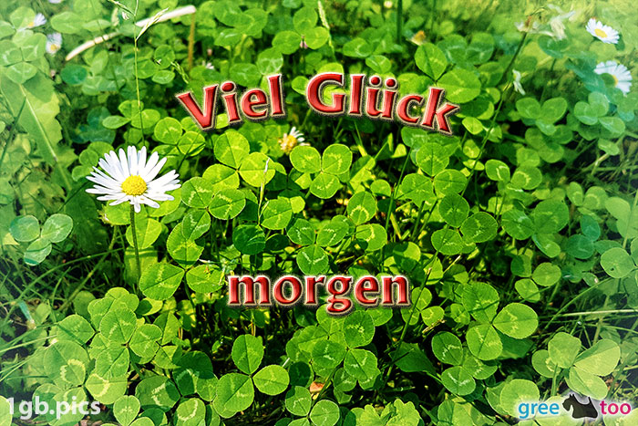 Klee Gaensebluemchen Viel Glueck Morgen