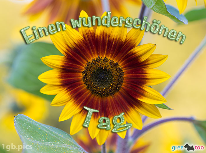 Sonnenblume Einen Wunderschoenen Tag