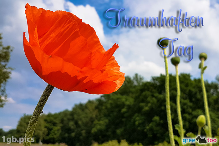 Mohnblume Traumhaften Tag