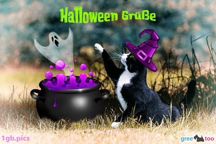 Katze Halloween Gruesse