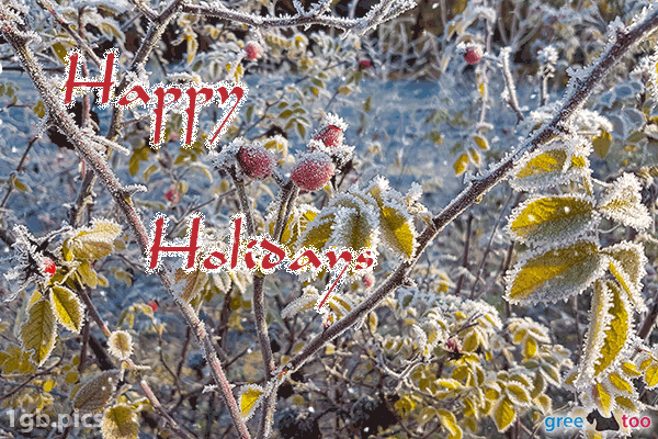 Hagebuttenstrauch Frost Happy Holidays