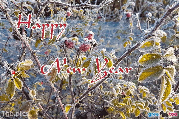 Hagebuttenstrauch Frost Happy New Year Bild - 1gb.pics