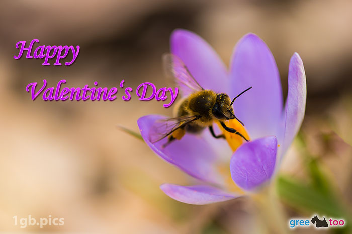 Krokus Biene Happy Valentines Day