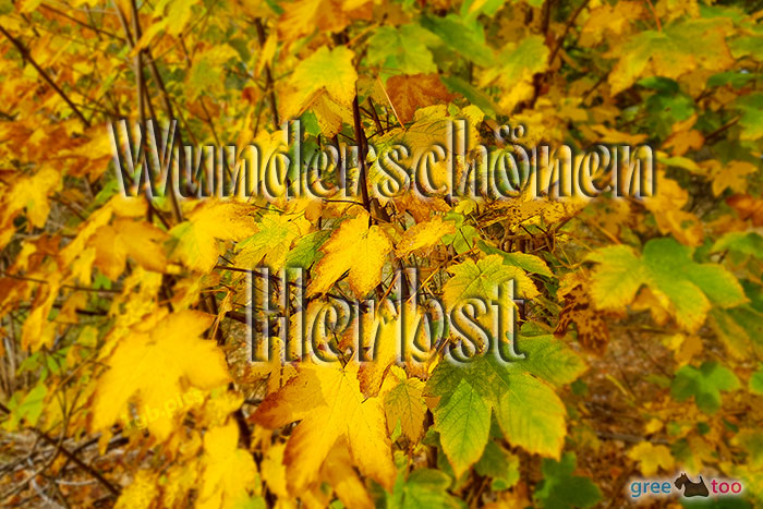 Wunderschoenen Herbst