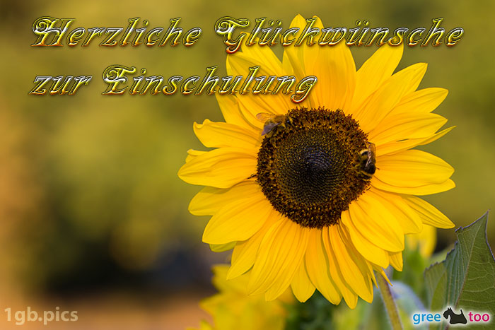 Sonnenblume Bienen Herzliche Glueckwuensche Zur Einschulung