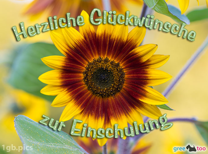 Sonnenblume Herzliche Glueckwuensche Zur Einschulung