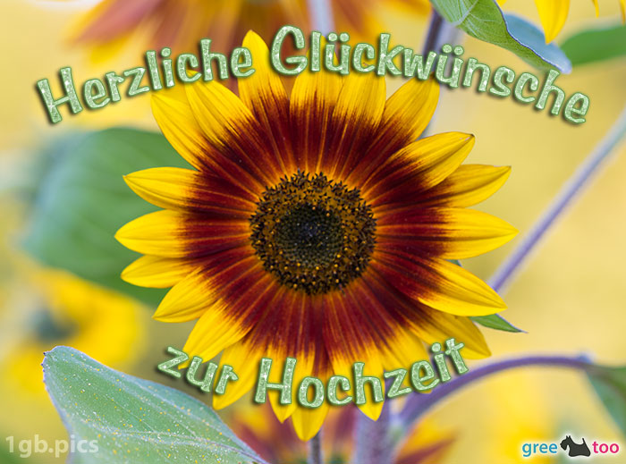 Sonnenblume Herzliche Glueckwuensche Zur Hochzeit