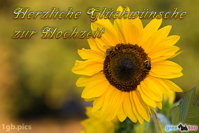 Sonnenblume Bienen Herzliche Glueckwuensche Zur Hochzeit