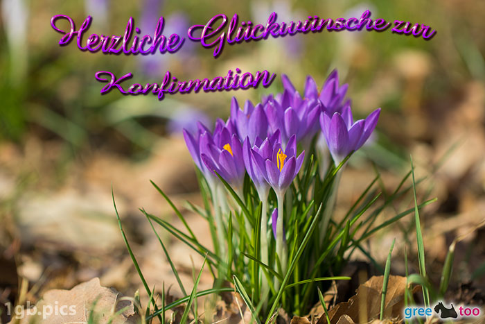 Krokusstaude Herzliche Glueckwuensche Zur Konfirmation