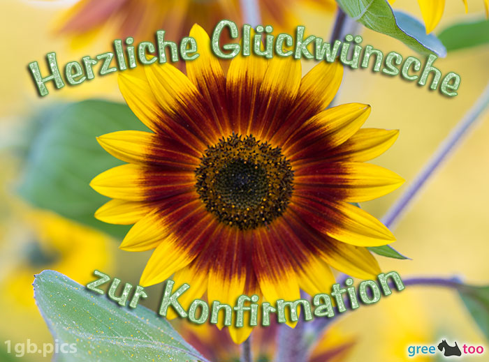 Sonnenblume Herzliche Glueckwuensche Zur Konfirmation Bild - 1gb.pics