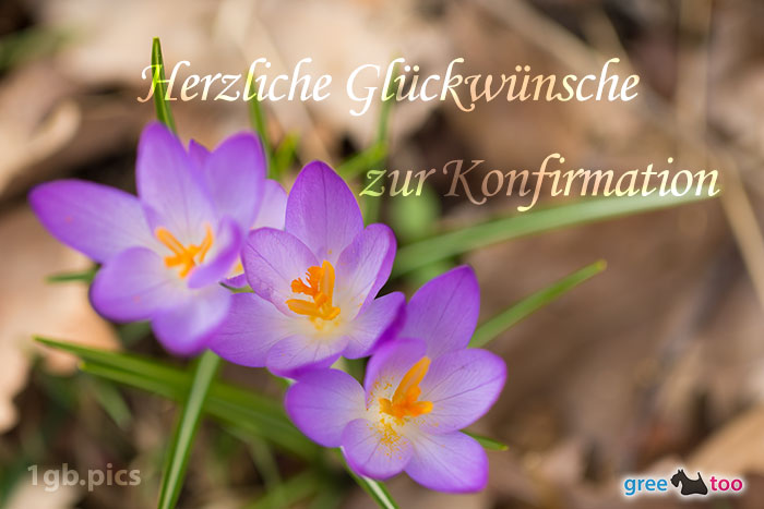 Lila Krokus Herzliche Glueckwuensche Zur Konfirmation