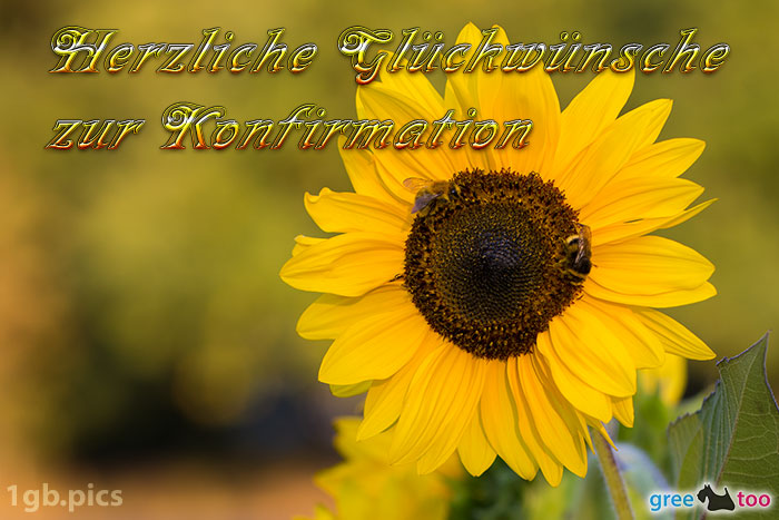 Sonnenblume Bienen Herzliche Glueckwuensche Zur Konfirmation Bild - 1gb.pics