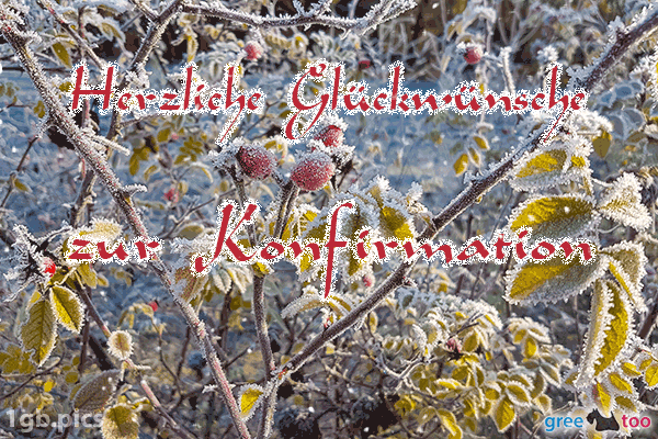 Hagebuttenstrauch Frost Herzliche Glueckwuensche Zur Konfirmation Bild - 1gb.pics