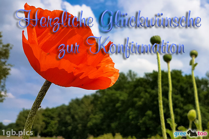 Mohnblume Herzliche Glueckwuensche Zur Konfirmation