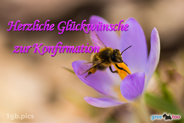 Krokus Biene Herzliche Glueckwuensche Zur Konfirmation