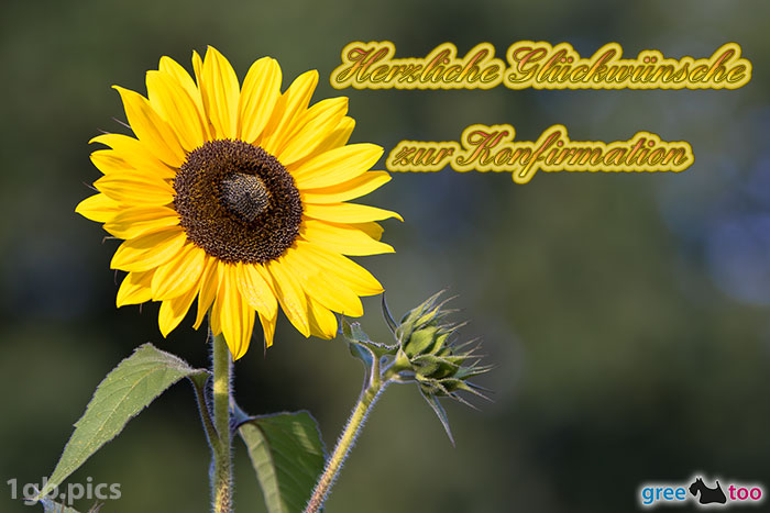 Sonnenblume Herzliche Glueckwuensche Zur Konfirmation