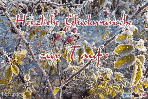 Hagebuttenstrauch Frost Herzliche Glueckwuensche Zur Taufe Bild - 1gb.pics