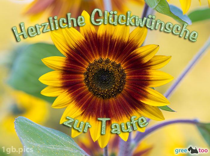 Sonnenblume Herzliche Glueckwuensche Zur Taufe Bild - 1gb.pics
