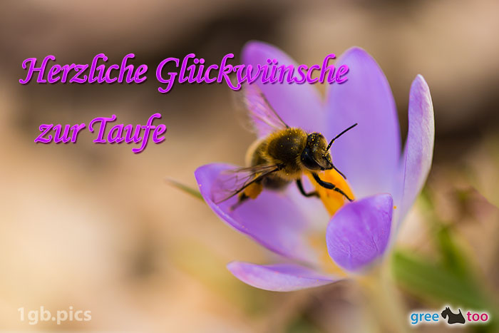 Krokus Biene Herzliche Glueckwuensche Zur Taufe Bild - 1gb.pics