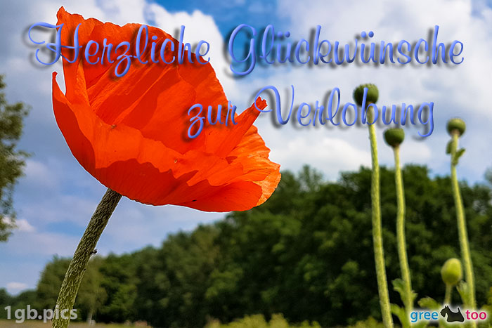 Mohnblume Herzliche Glueckwuensche Zur Verlobung