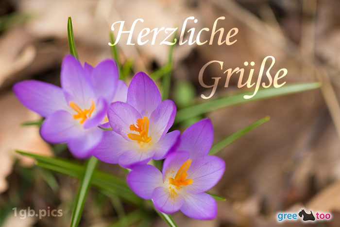 Lila Krokus Herzliche Gruesse