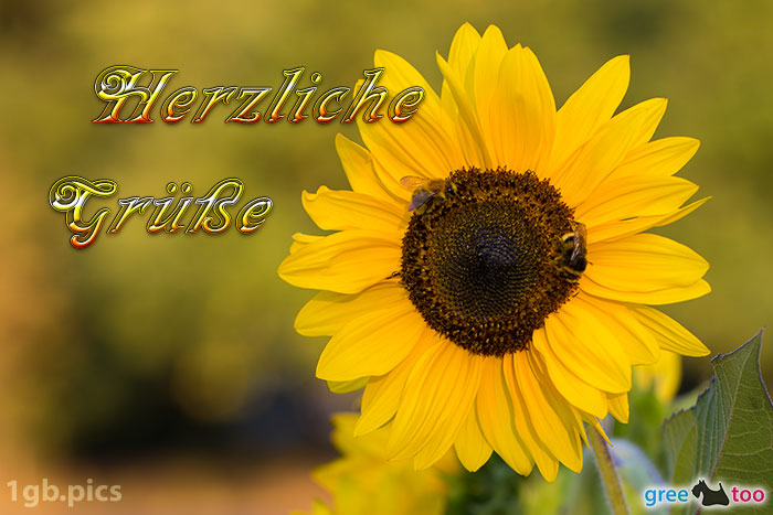 Sonnenblume Bienen Herzliche Gruesse Bild - 1gb.pics