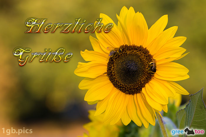 Sonnenblume Bienen Herzliche Gruesse