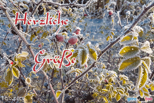 Hagebuttenstrauch Frost Herzliche Gruesse Bild - 1gb.pics