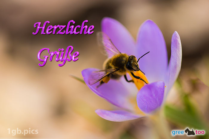Krokus Biene Herzliche Gruesse Bild - 1gb.pics