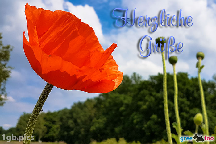 Mohnblume Herzliche Gruesse