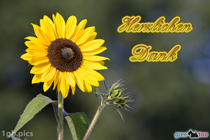 Sonnenblume Herzlichen Dank Bild - 1gb.pics